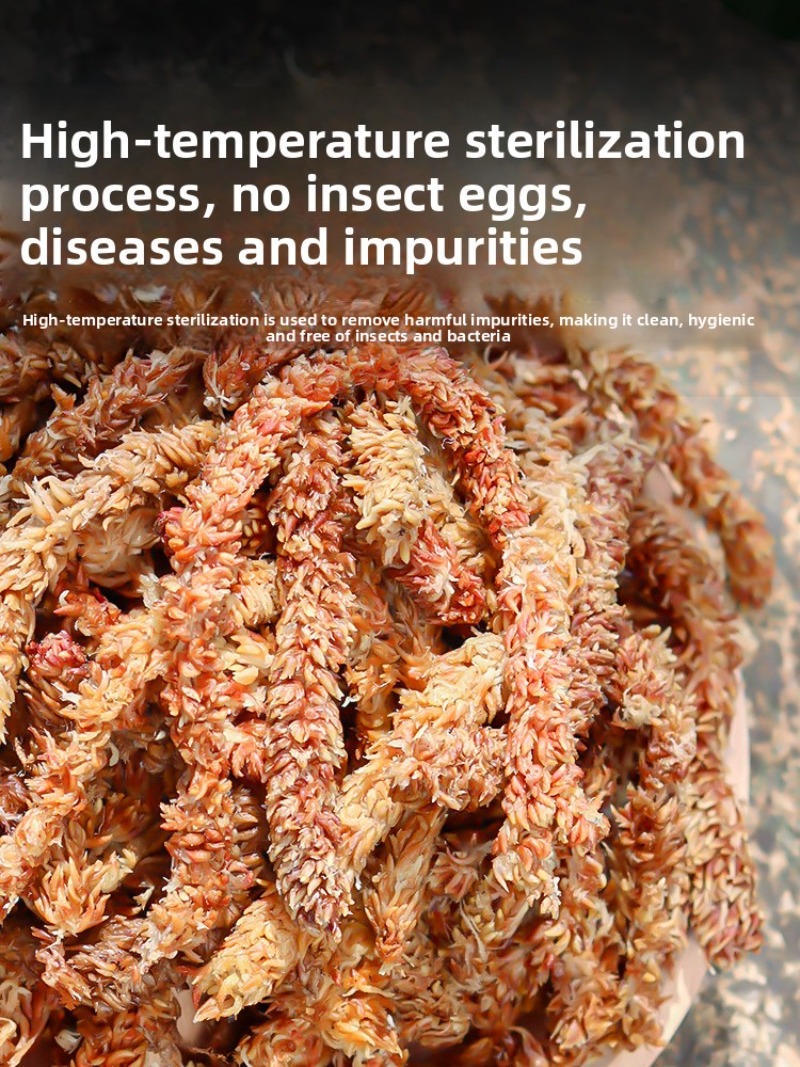 طحلب سفاغنوم تشيلي 100 جرام 20 - مراجعة Sphagnum Moss Dry وسعره